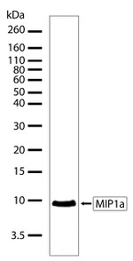 CCL3 Antibody in Western Blot (WB)