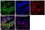 GSK3B Antibody in Immunocytochemistry (ICC/IF)