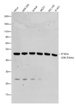 GSK3B Antibody in Western Blot (WB)