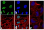 GSK3B Antibody in Immunocytochemistry (ICC/IF)