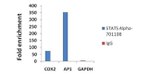 STAT5 alpha Antibody