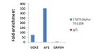 STAT5 alpha Antibody in ChIP Assay (ChIP)