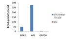 STAT5 beta Antibody