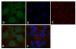 STAT5 beta Antibody in Immunocytochemistry (ICC/IF)