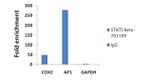 STAT5 beta Antibody in ChIP Assay (ChIP)