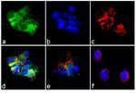 CXCL9 Antibody in Immunocytochemistry (ICC/IF)