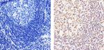 CXCL9 Antibody in Immunohistochemistry (Paraffin) (IHC (P))