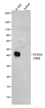 CREB Antibody in Western Blot (WB)