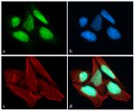 CREB Antibody in Immunocytochemistry (ICC/IF)