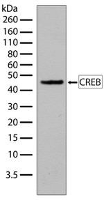 CREB Antibody in Western Blot (WB)