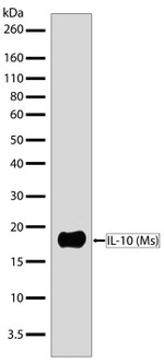 IL-10 Antibody in Western Blot (WB)