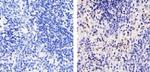 CXCL2 Antibody in Immunohistochemistry (Paraffin) (IHC (P))