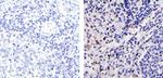 CXCL2 Antibody in Immunohistochemistry (Paraffin) (IHC (P))