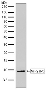 CXCL2 Antibody in Western Blot (WB)