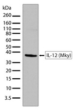 IL-12 p35 Antibody in Western Blot (WB)