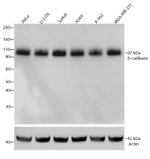 E-cadherin Antibody in Western Blot (WB)