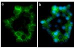 E-cadherin Antibody in Immunocytochemistry (ICC/IF)