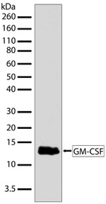 GM-CSF Antibody in Western Blot (WB)