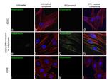 Adiponectin Antibody in Immunocytochemistry (ICC/IF)