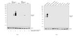 Adiponectin Antibody in Western Blot (WB)