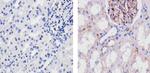 Adiponectin Antibody in Immunohistochemistry (Paraffin) (IHC (P))