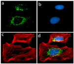 Adiponectin Antibody in Immunocytochemistry (ICC/IF)