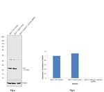 p21 Antibody