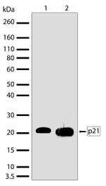 p21 Antibody in Western Blot (WB)