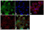 ANGPTL4 Antibody in Immunocytochemistry (ICC/IF)