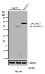 ANGPTL4 Antibody in Western Blot (WB)