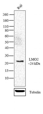 LMO2 Antibody in Western Blot (WB)