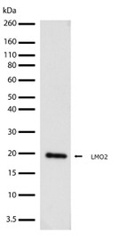 LMO2 Antibody in Western Blot (WB)