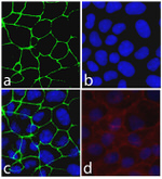 Occludin Antibody in Immunocytochemistry (ICC/IF)