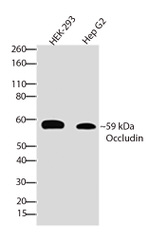 Occludin Antibody in Western Blot (WB)