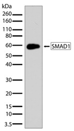 SMAD1 Antibody in Western Blot (WB)