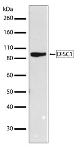 DISC1 Antibody in Western Blot (WB)