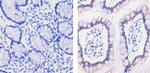 MCP-2 Antibody in Immunohistochemistry (Paraffin) (IHC (P))