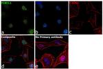 PIWIL1 Antibody in Immunocytochemistry (ICC/IF)