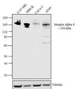 CD49f Antibody in Western Blot (WB)