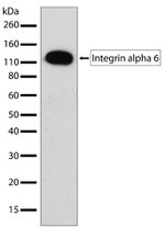 CD49f Antibody in Western Blot (WB)