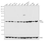 ERK1 Antibody in Western Blot (WB)