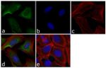 ERK1 Antibody in Immunocytochemistry (ICC/IF)