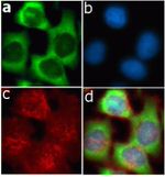 ERK1 Antibody in Immunocytochemistry (ICC/IF)