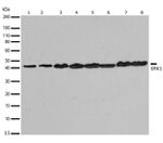 ERK1 Antibody in Western Blot (WB)