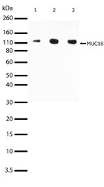 CD146 Antibody in Western Blot (WB)