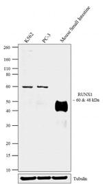 RUNX1 Antibody in Western Blot (WB)