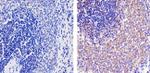 CXCL10 Antibody in Immunohistochemistry (Paraffin) (IHC (P))