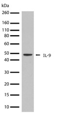 IL-9 Antibody in Western Blot (WB)