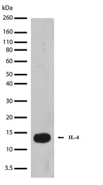 IL-4 Antibody in Western Blot (WB)