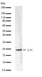 IL-23 p19 Antibody in Western Blot (WB)